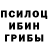 Псилоцибиновые грибы Psilocybine cubensis Andrey Goncharuck